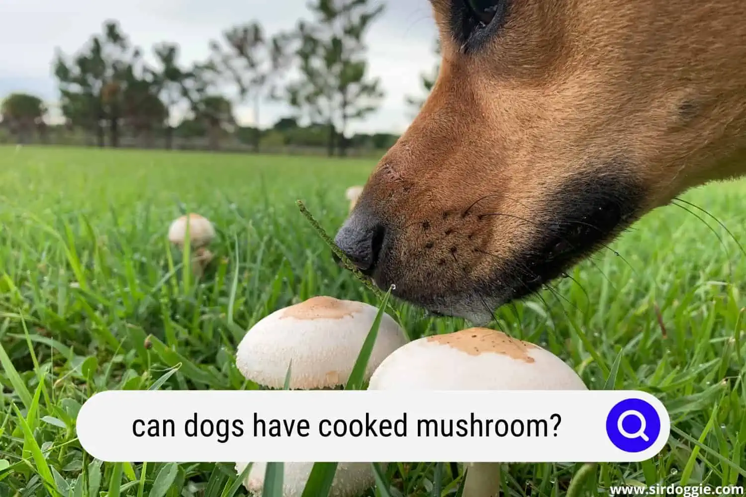 can dogs have cooked mushroom