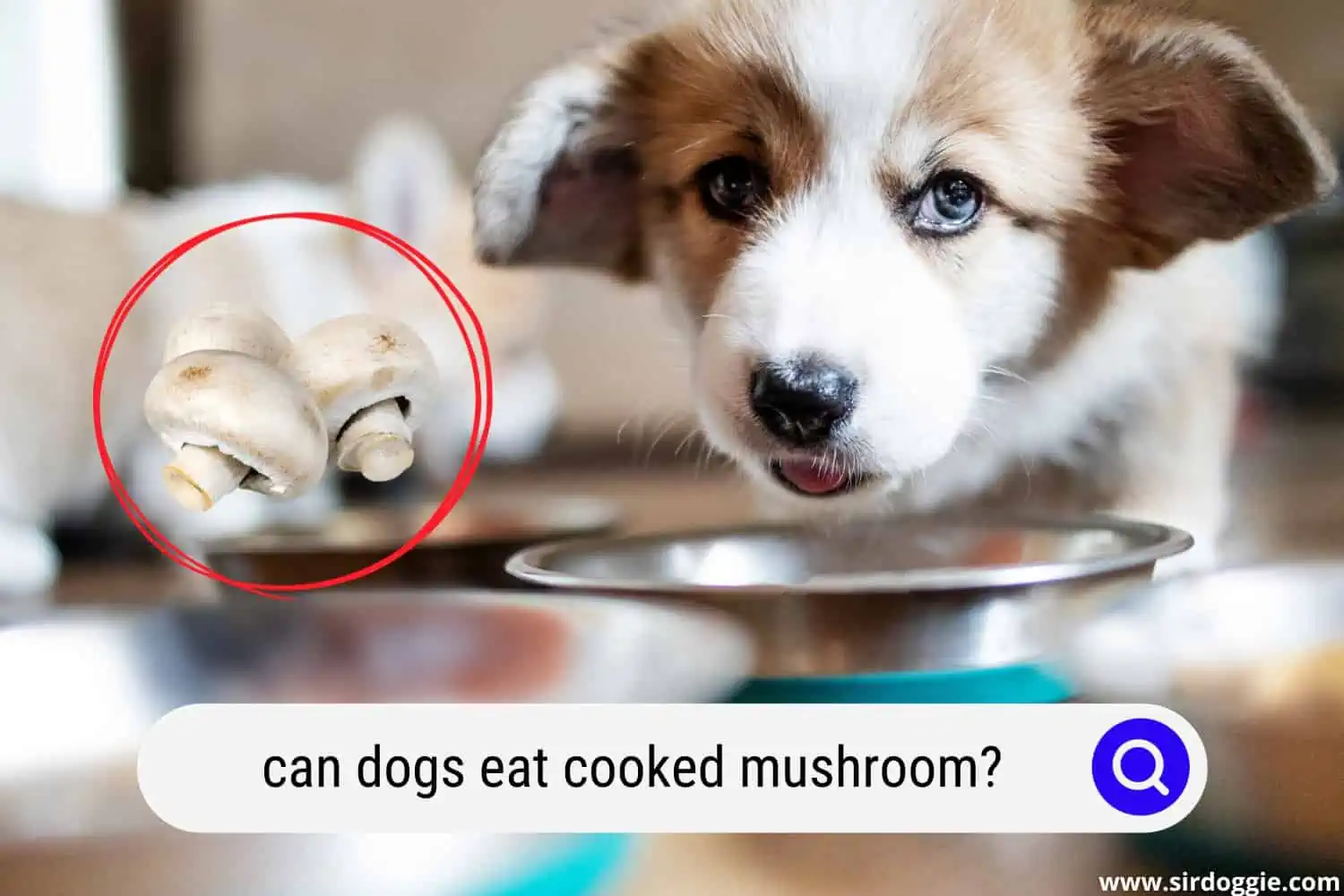 can dogs eat cooked mushroom