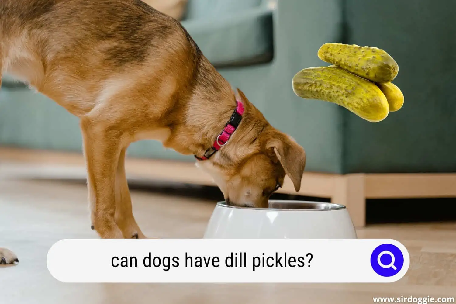can dogs have dill pickles