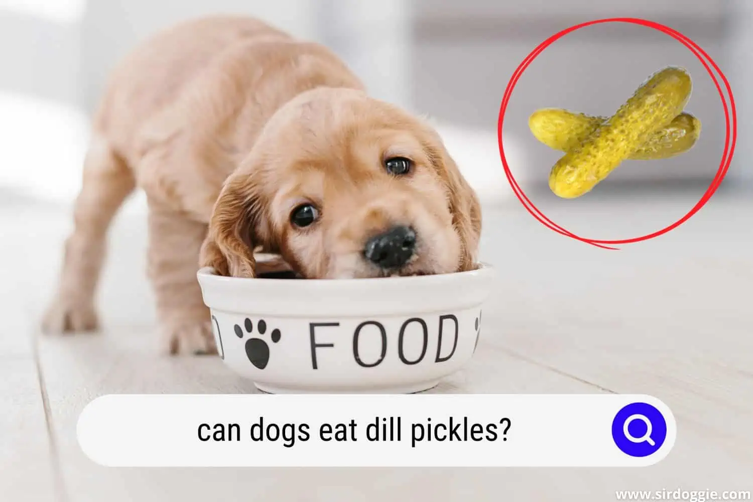 can dogs eat dill pickles