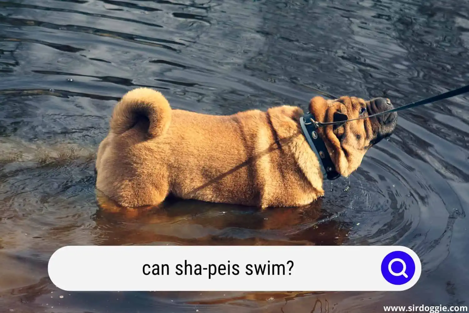 can shar peis swim