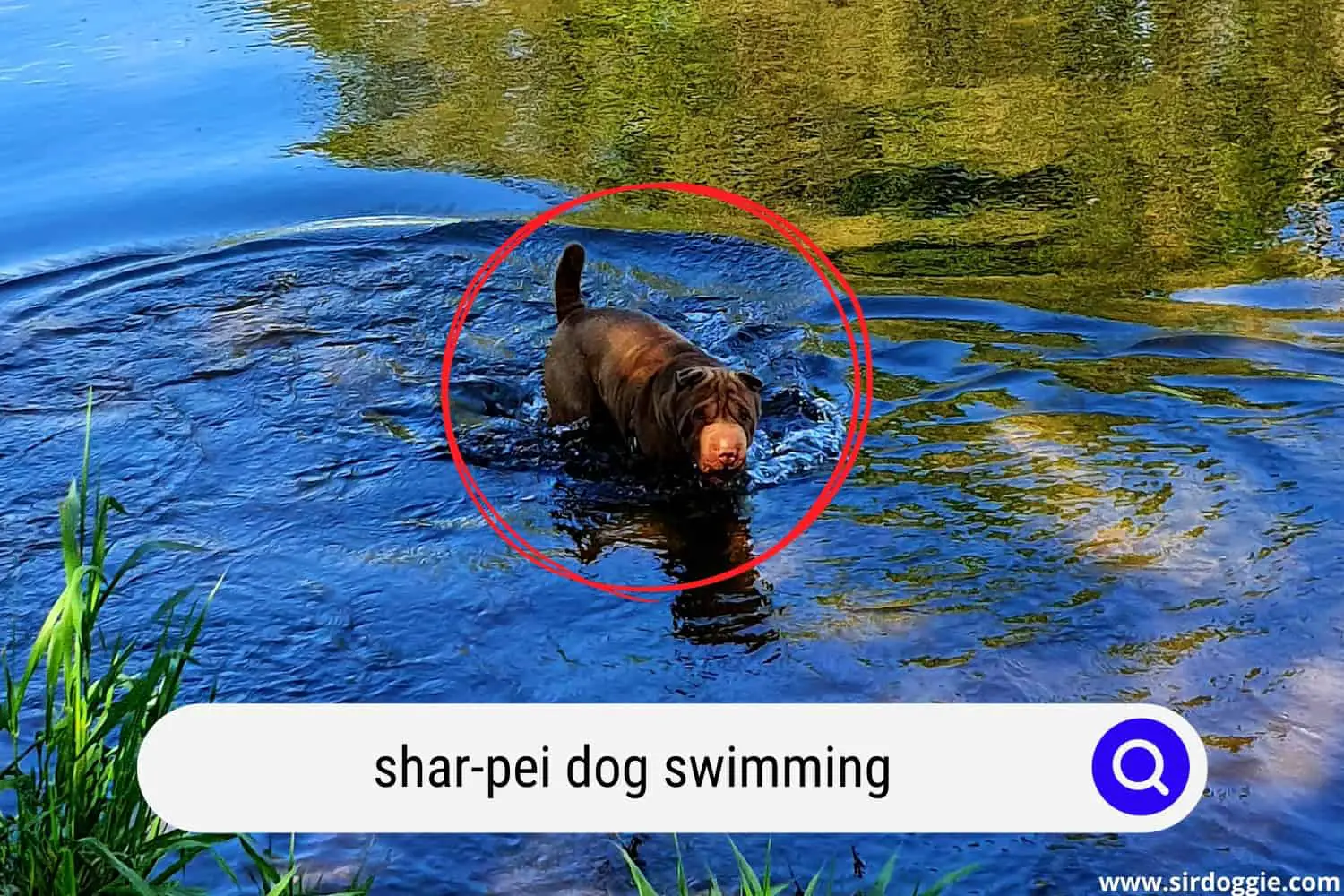shar-pei dog swimming