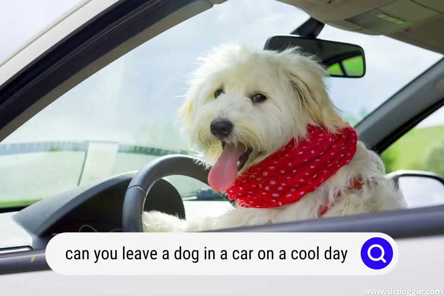 can you leave a dog in a car on a cool day
