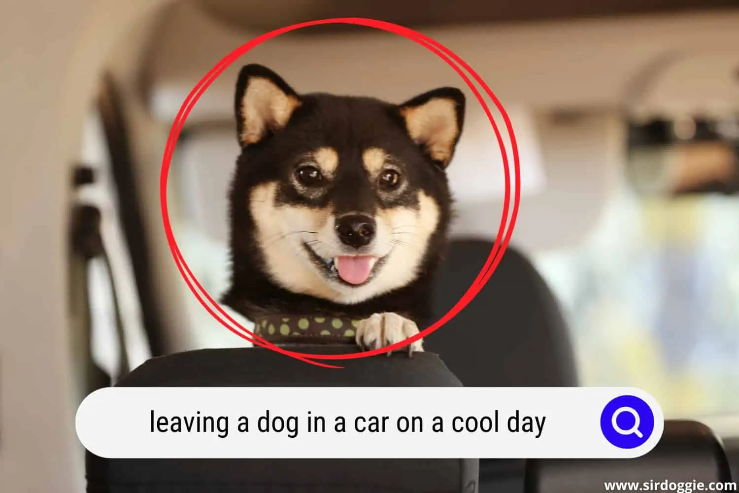 Shiba Inu dog inside a car