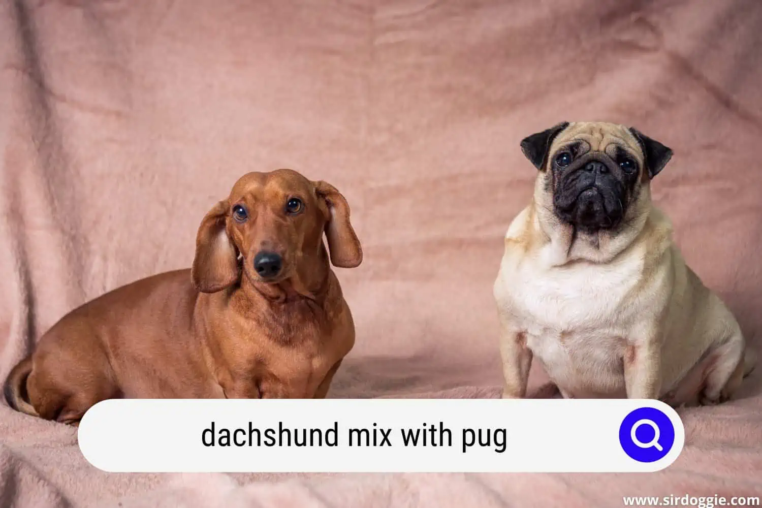 dachshund mix with pug