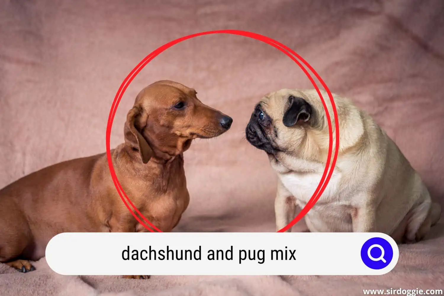 dachshund and pug mix
