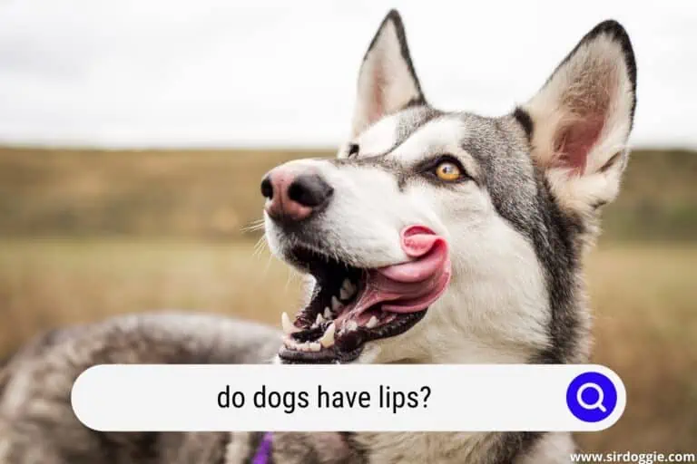 Do Dogs Have Lips? (Detailed Explanation)