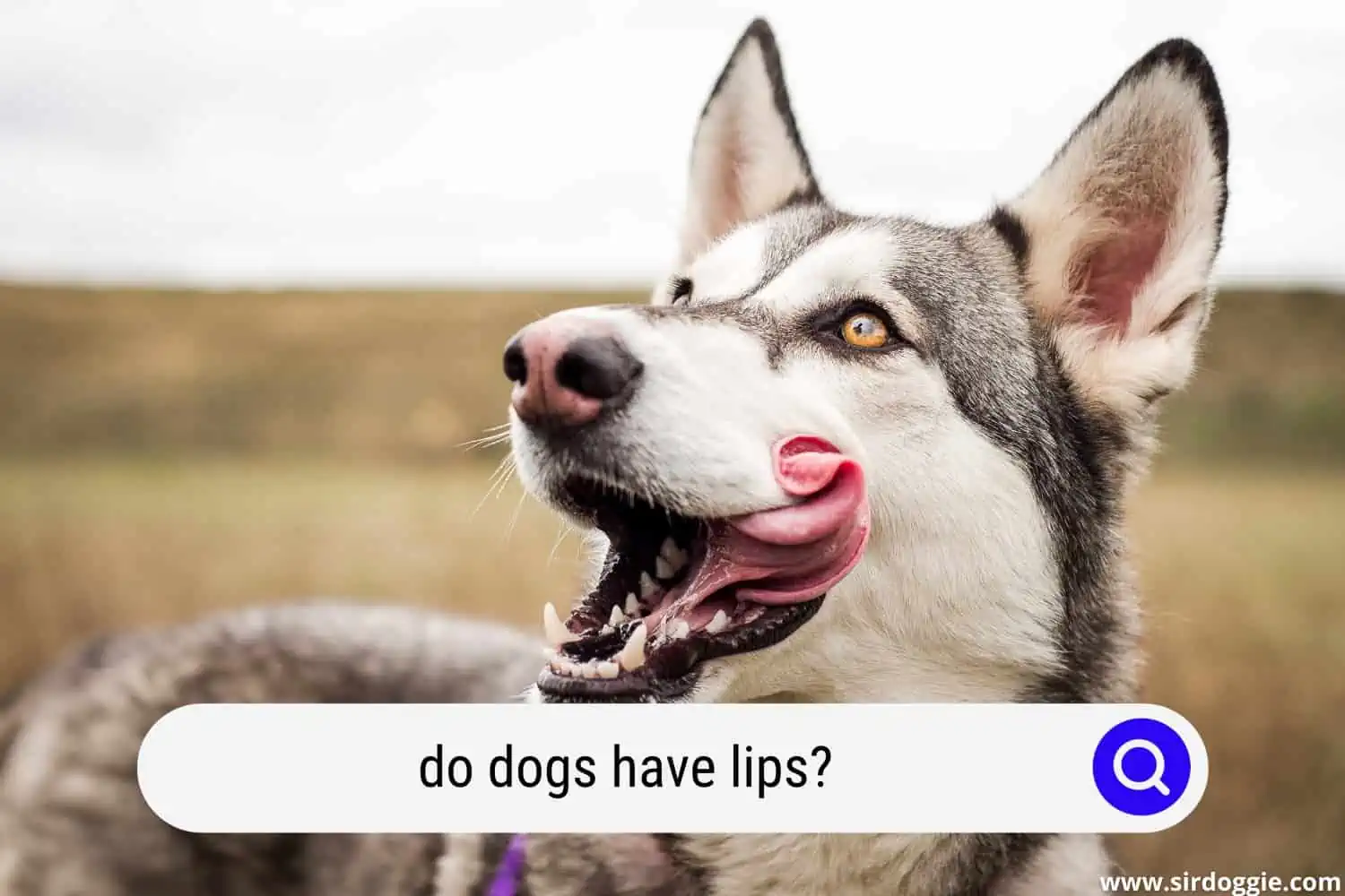 do dogs have lips