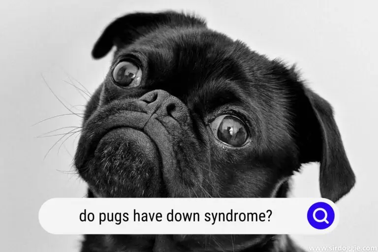 Do Pugs Have Down Syndrome?