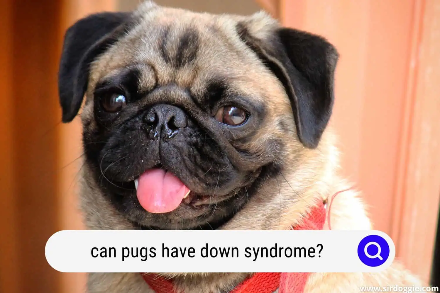 can pugs have down syndrome