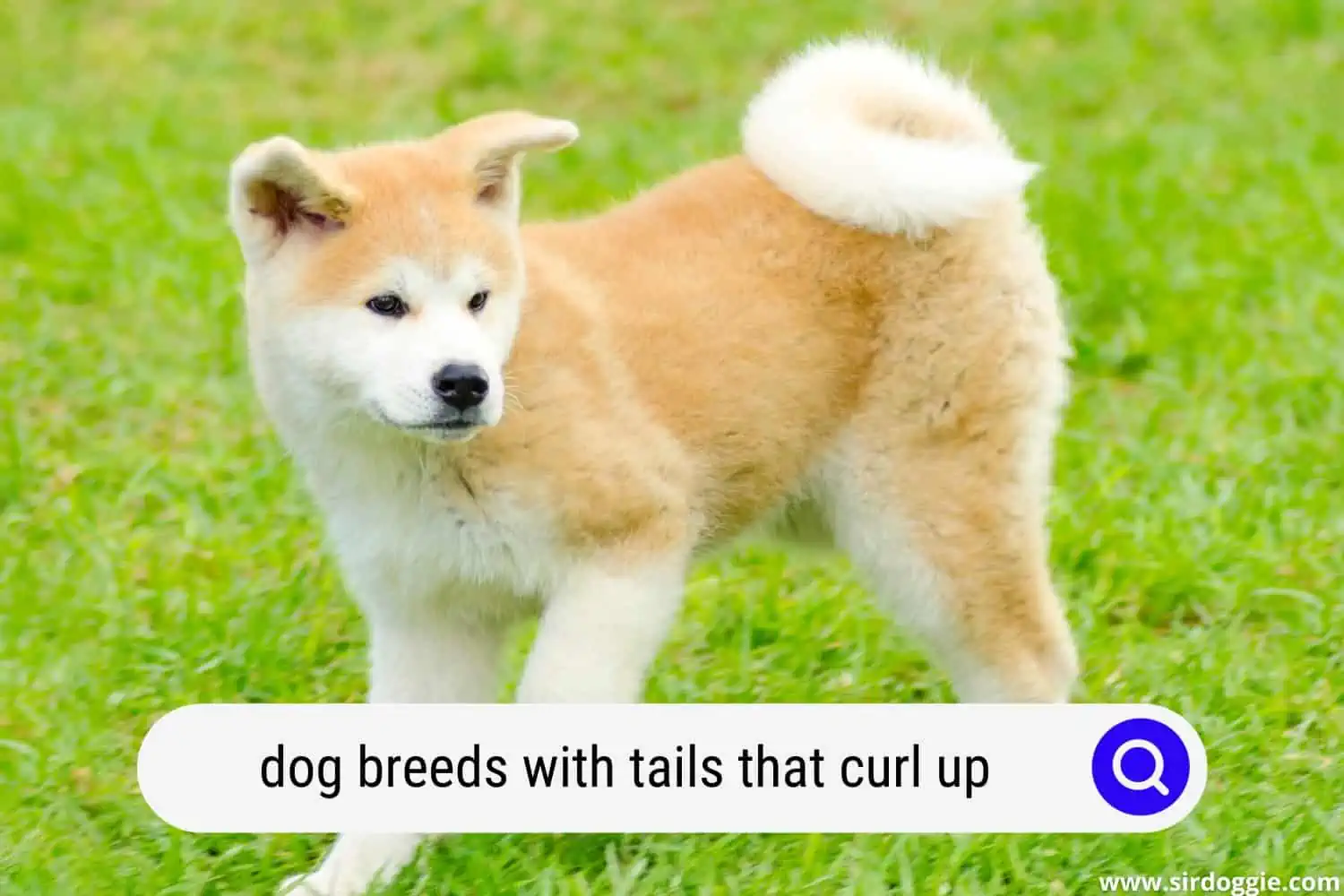 dog breeds with tails that curl up