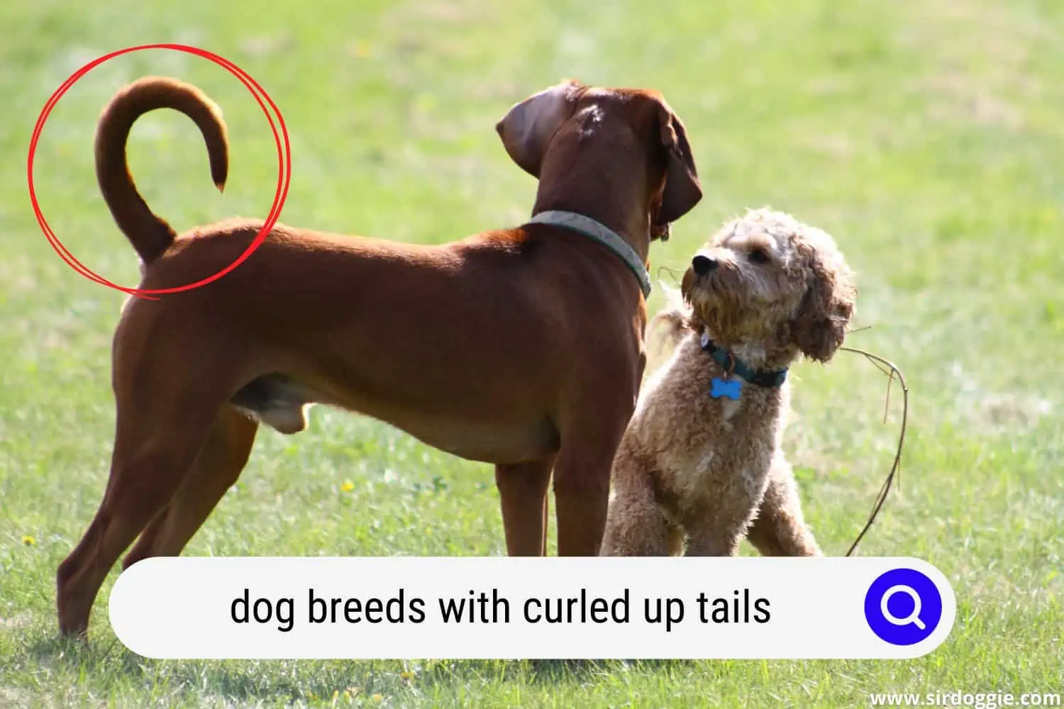 dog breeds with curled up tails