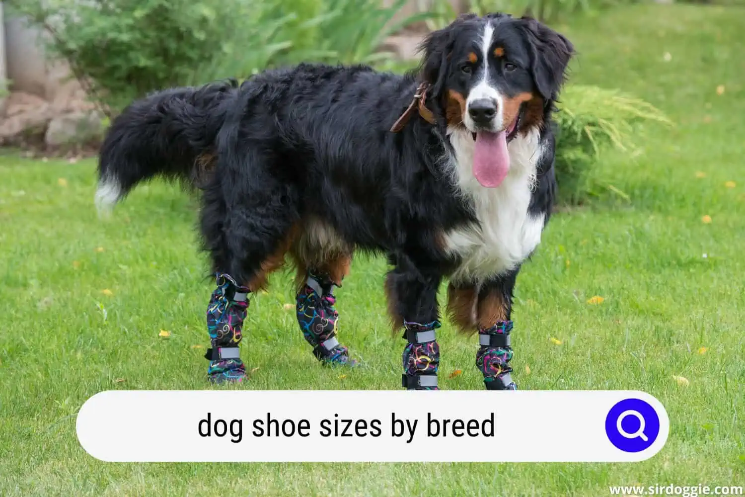 dog shoe size by breed