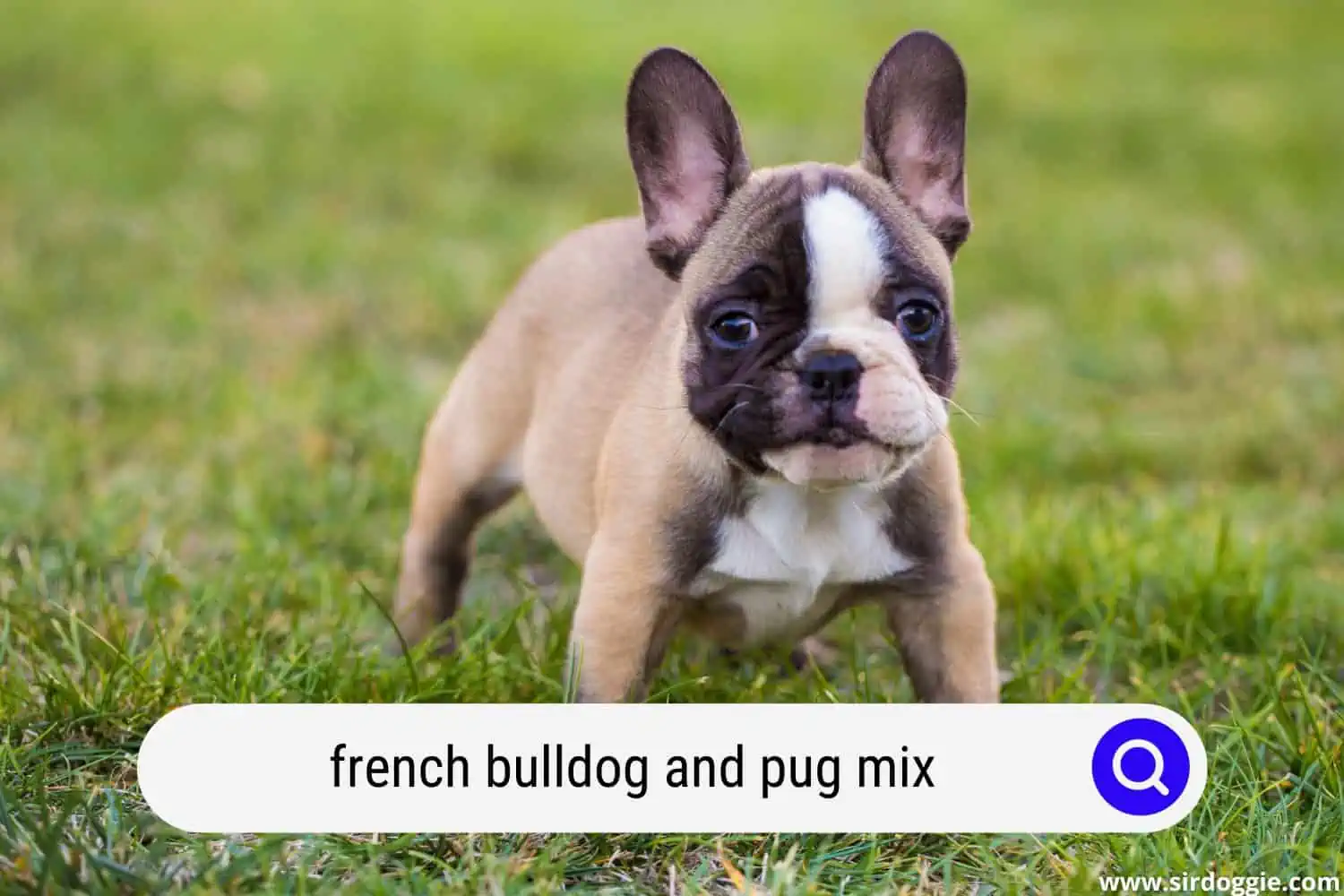 french bulldog and pug mix