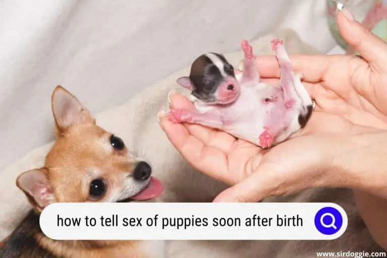 How To Tell Sex Of Puppies Soon After Birth