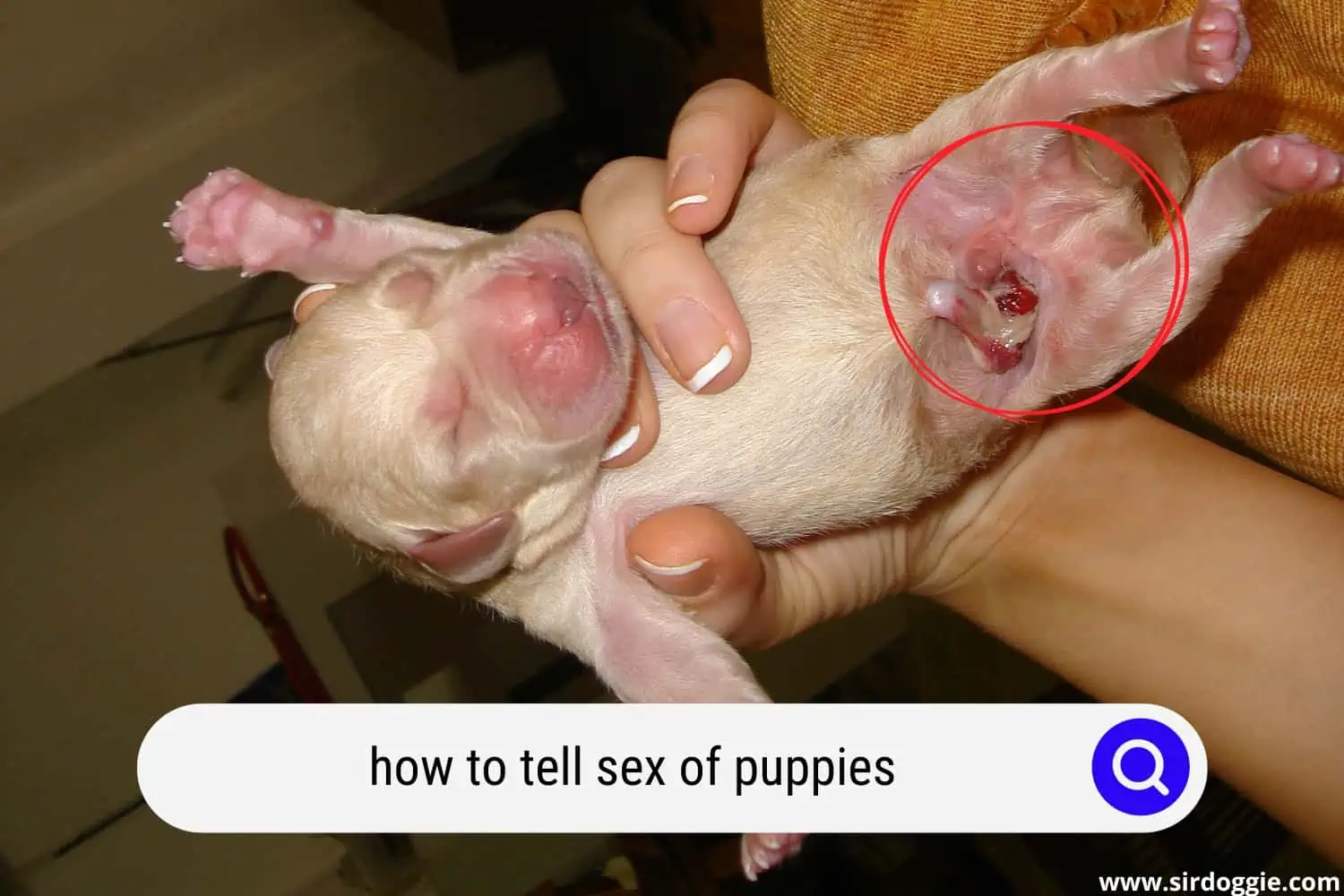 how to tell sex of puppies