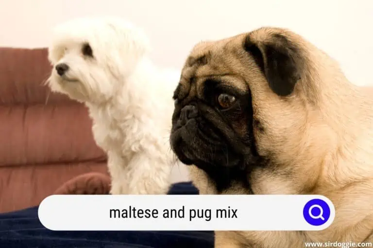 Maltese and Pug Mix