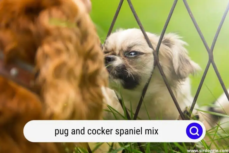 Pug and Cocker Spaniel Mix