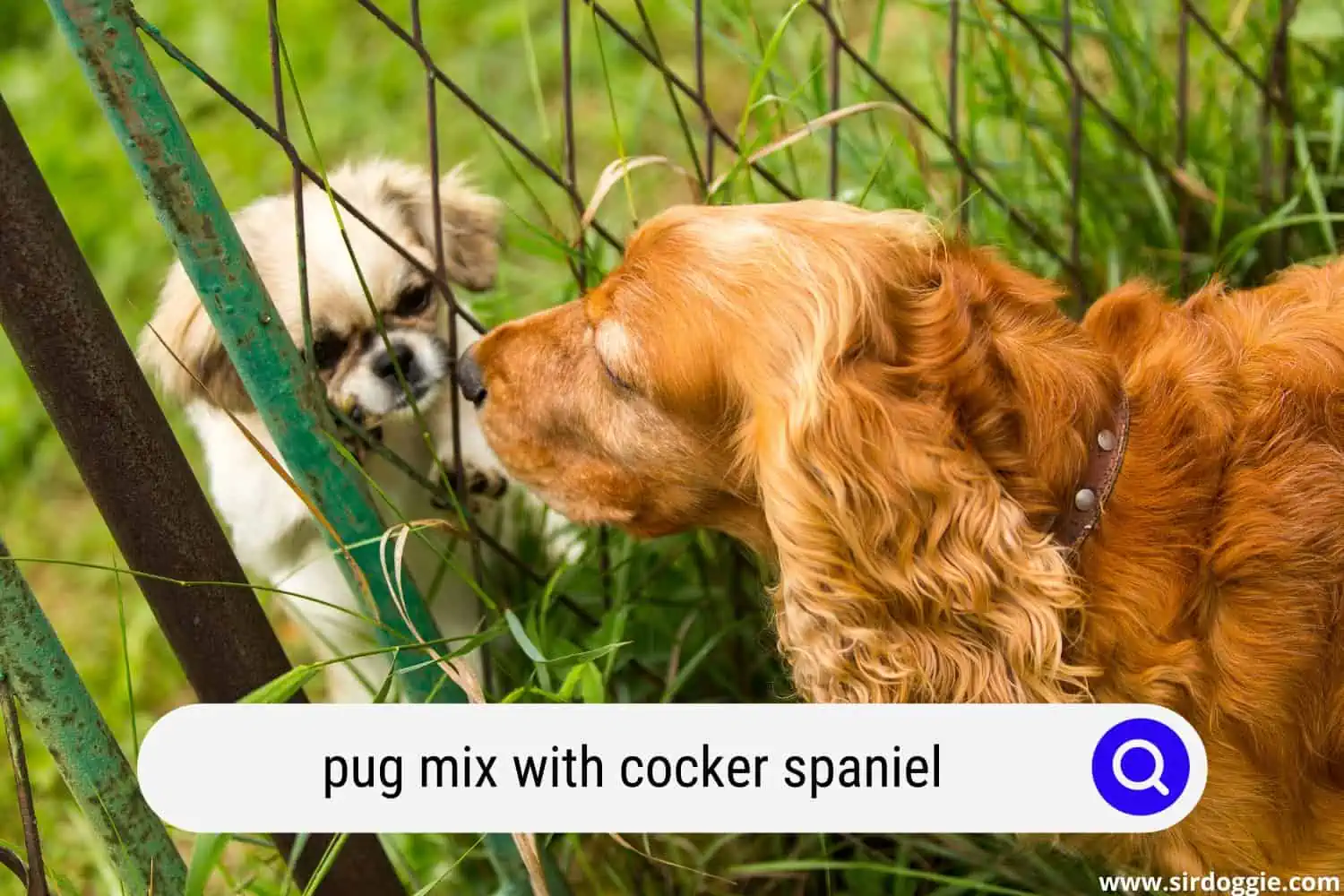 pug mix with cocker spaniel