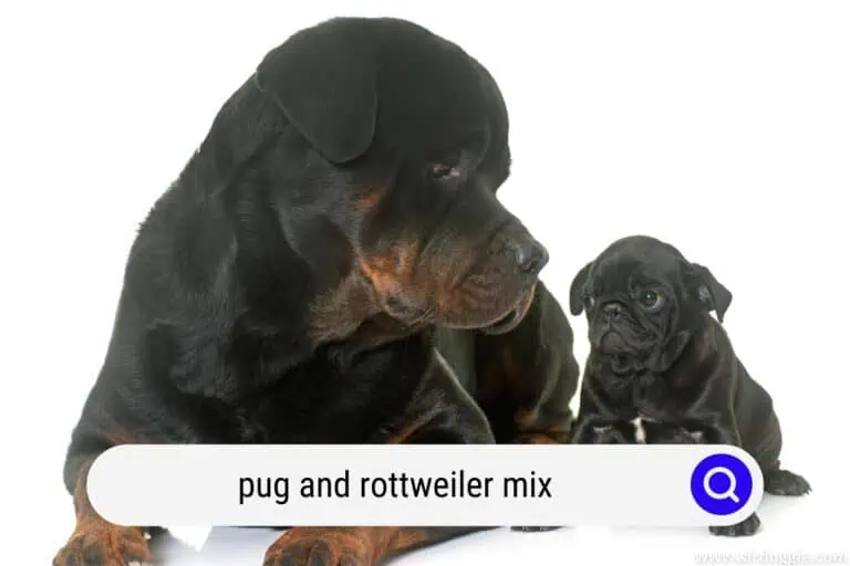  Pug and Rottweiler Mix Is An Exceptional Dog