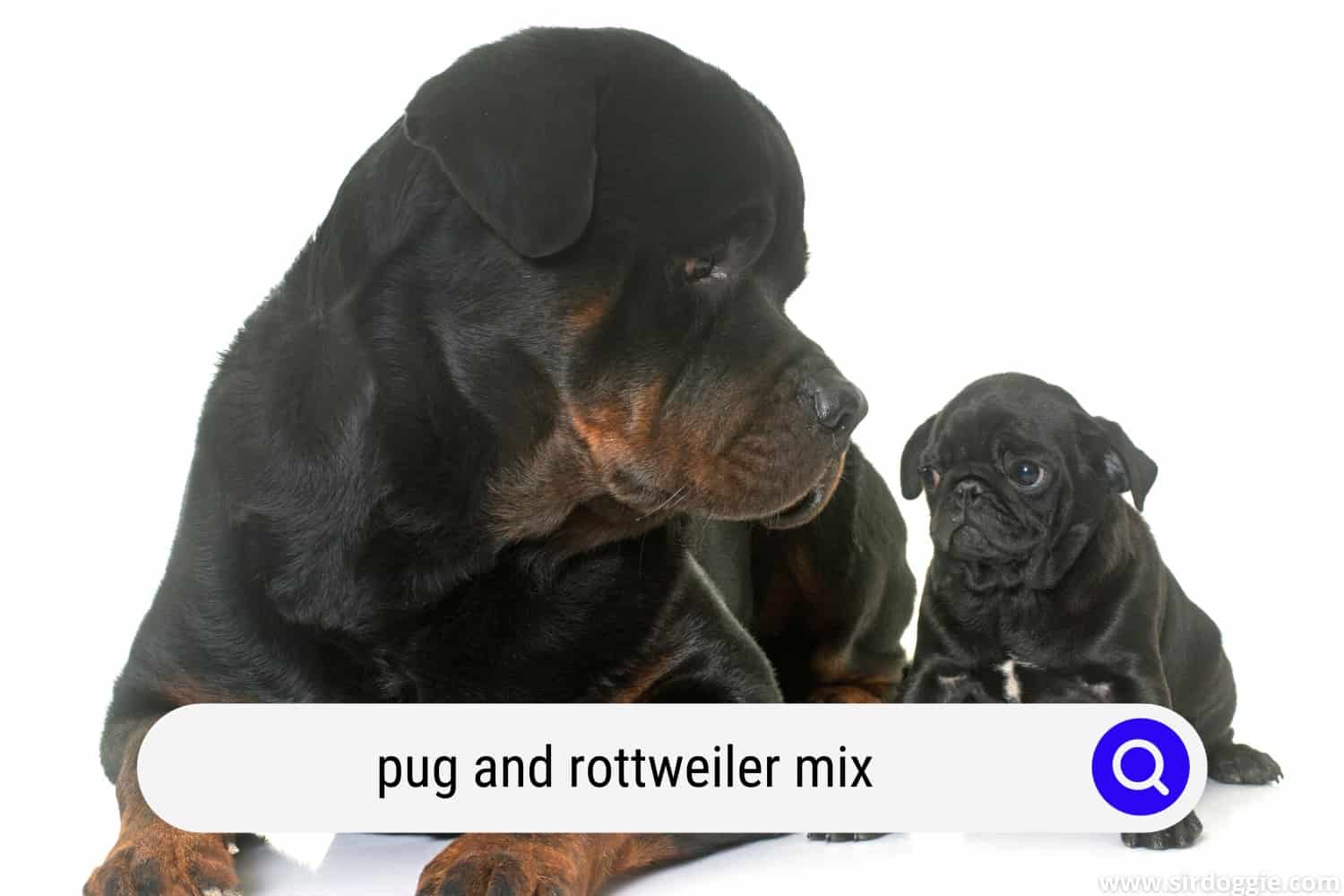 Pug and Rottweiler Mix Is An Exceptional Dog - SirDoggie.com