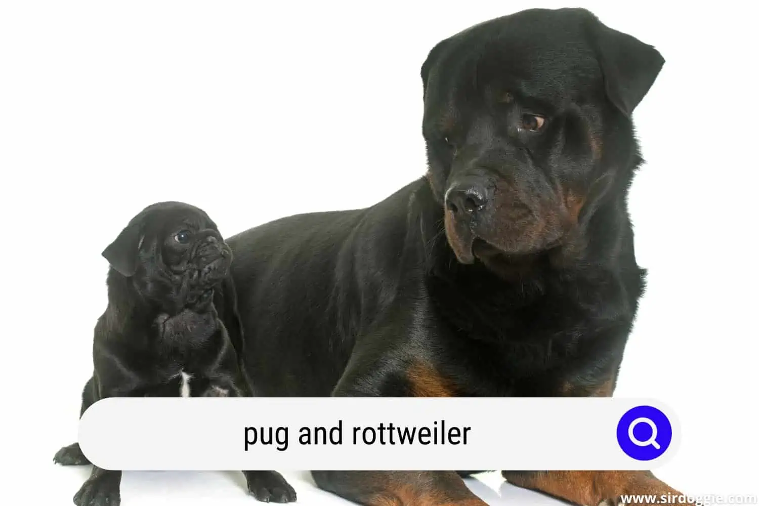 pug and rottweiler