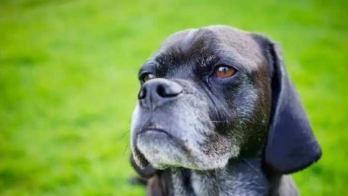  pug lab mix