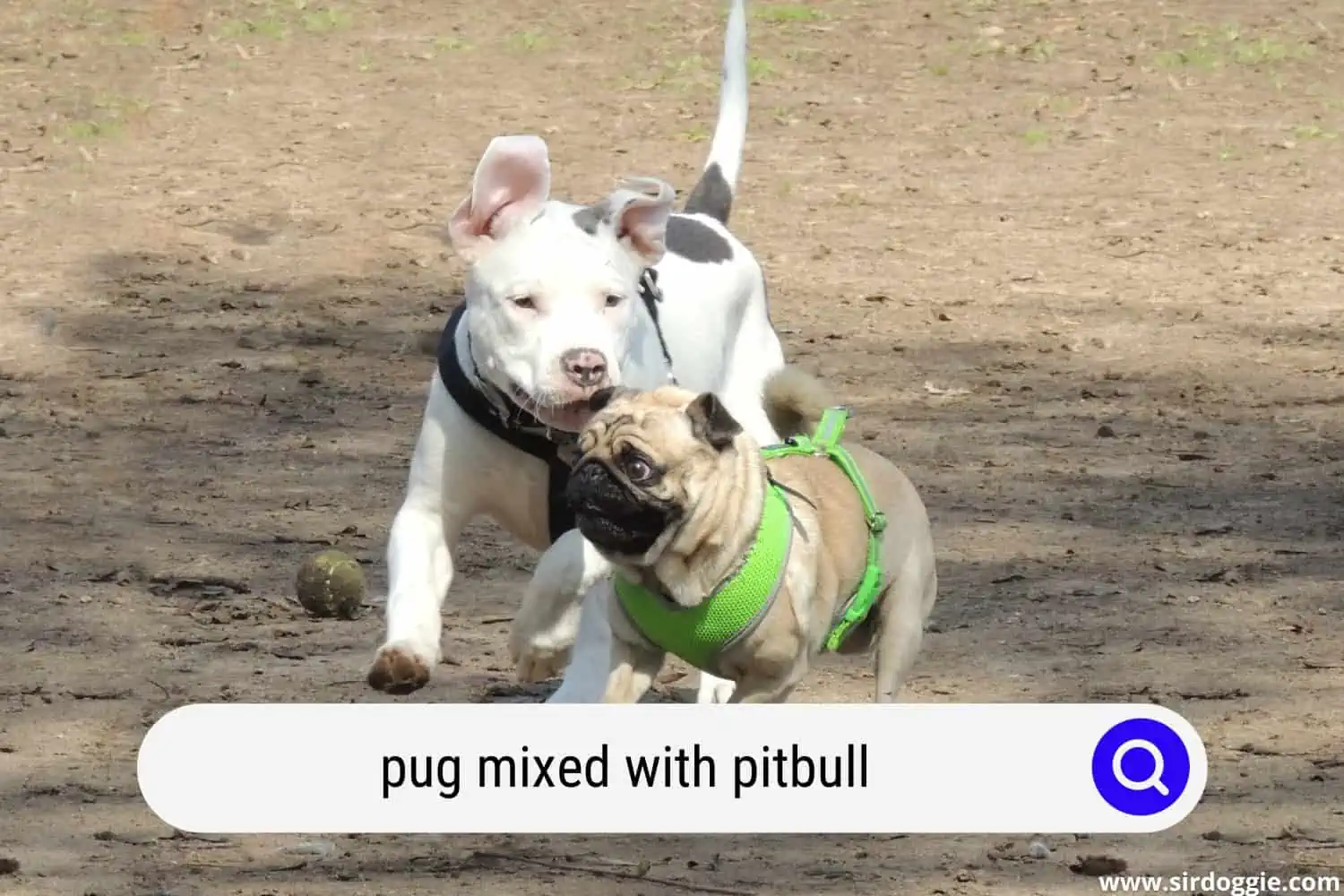 pug mixed with pitbull