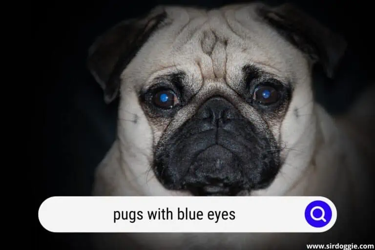 Pugs With Blue Eyes – Is It Normal?