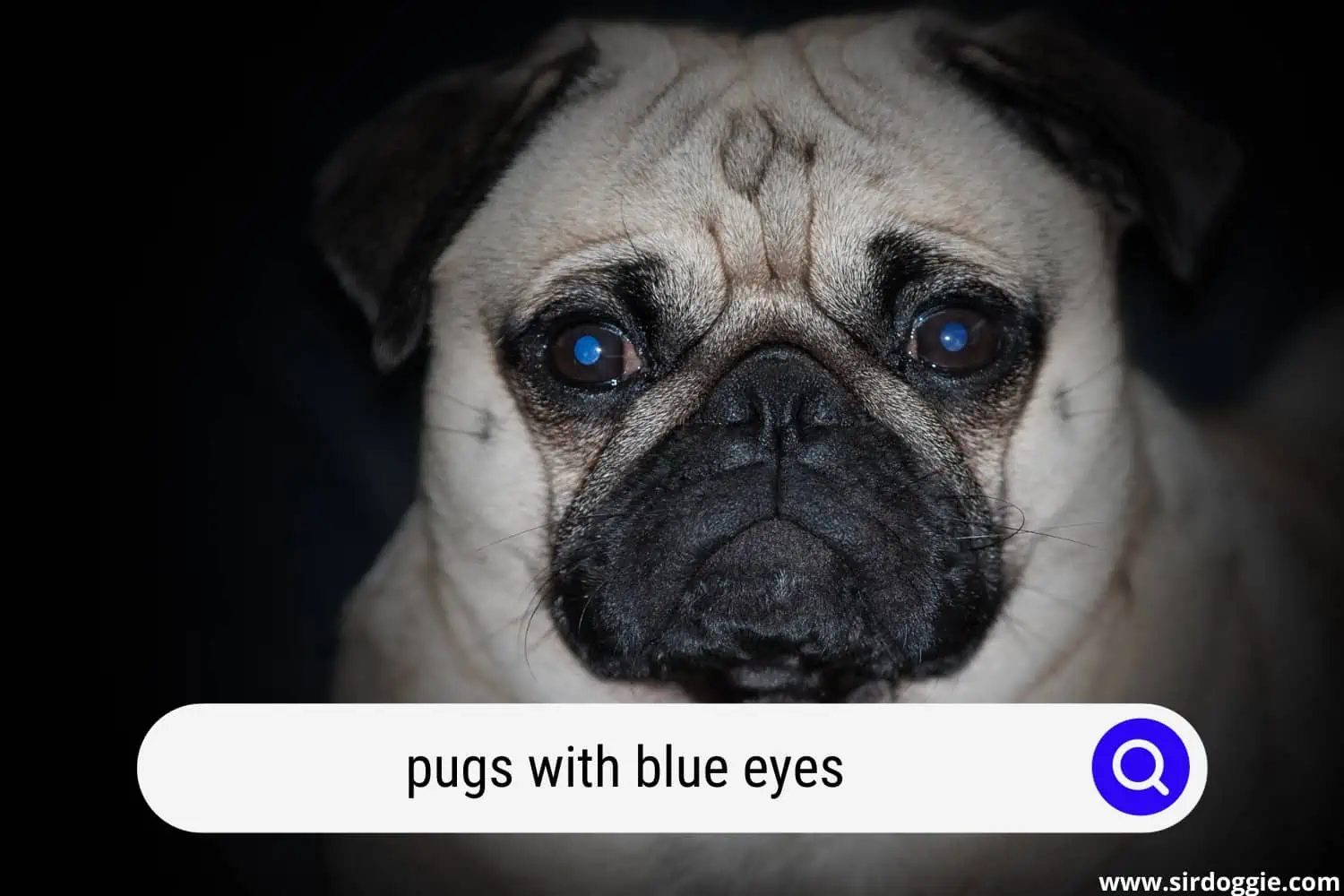 pugs with blue eyes