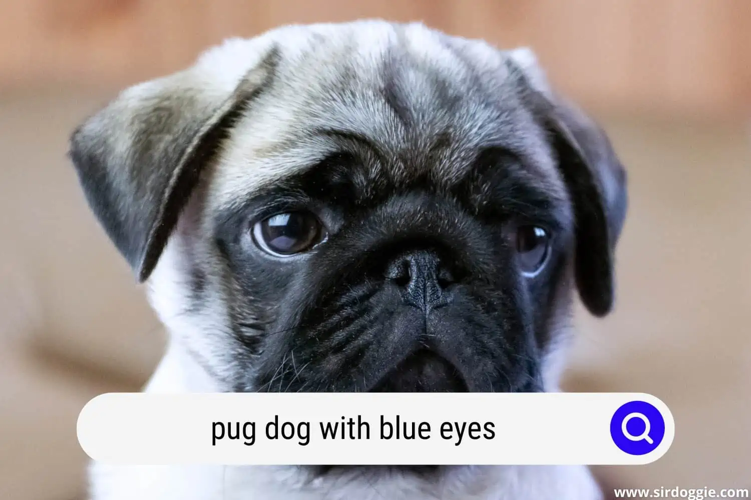 pug dog with blue eyes