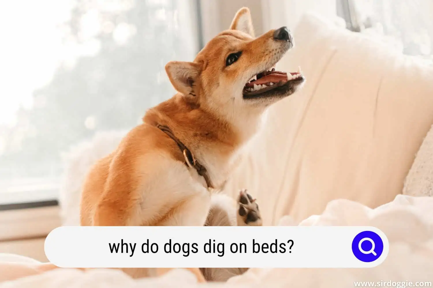 why do dogs dig on beds