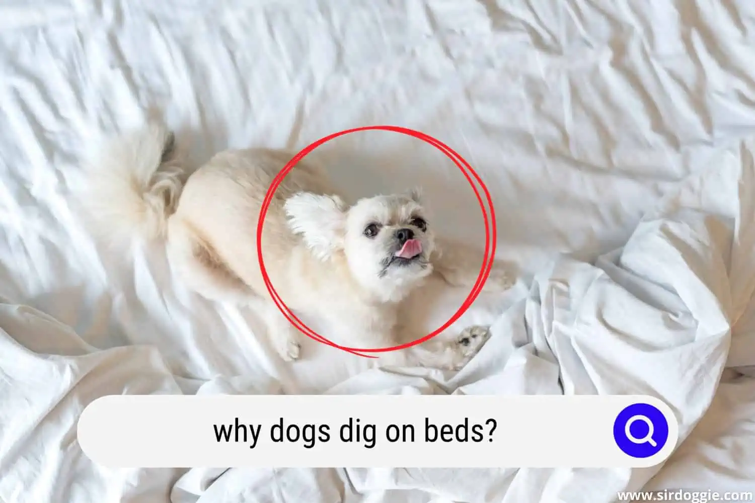 why dogs dig on beds
