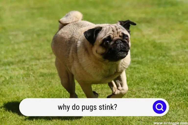 Why Do Pugs Stink?
