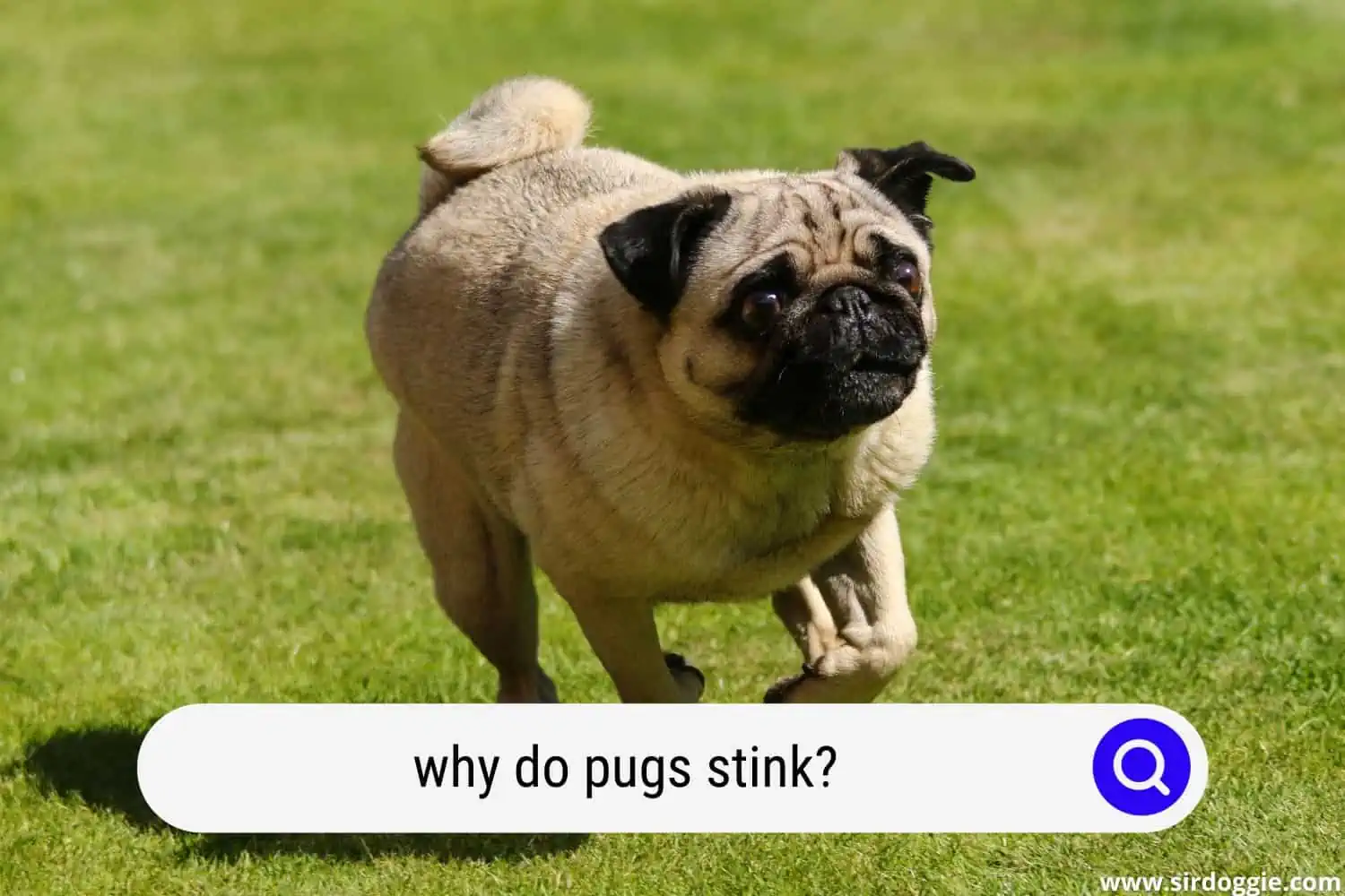 why do pugs stink