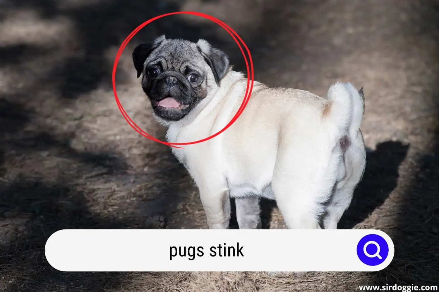 pugs stink