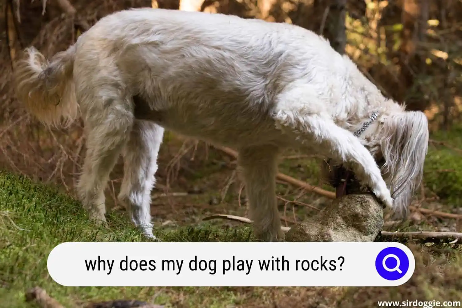 why does my dog play with rocks