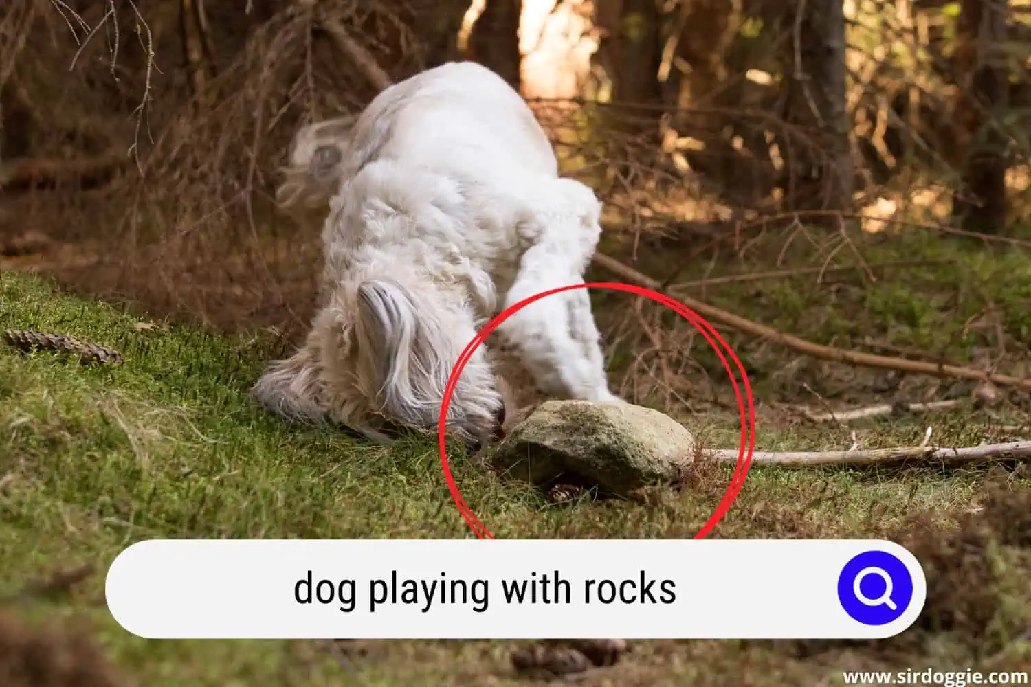dog playing with rocks