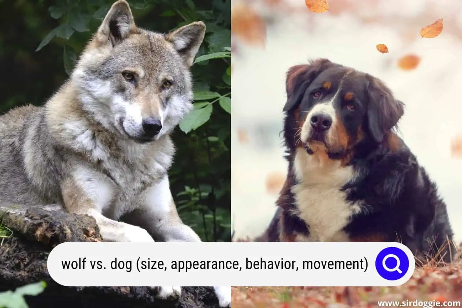 wolf vs dog