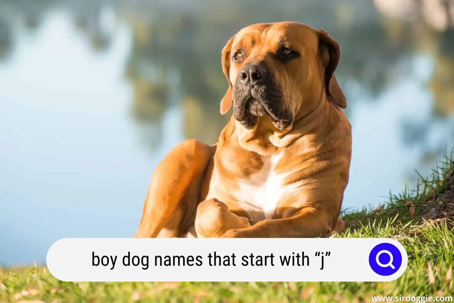 boy dog names that start with j