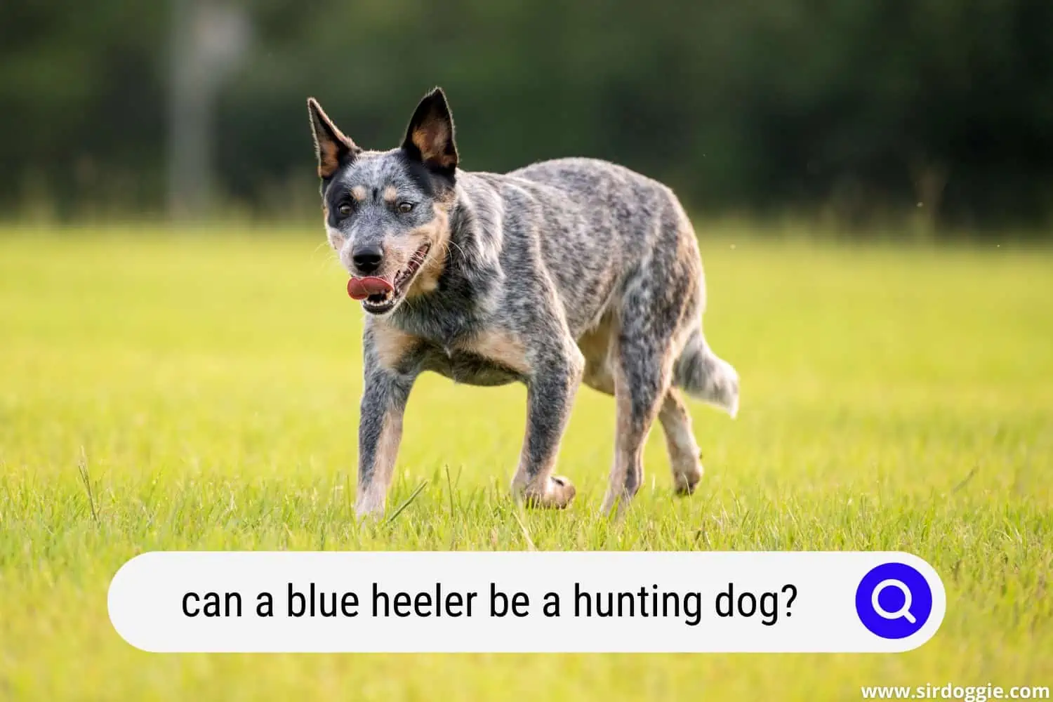 can a blue heeler be a hunting dog