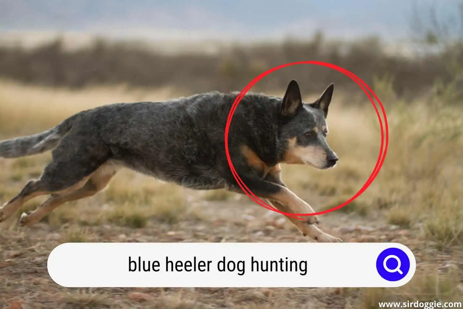 blue heeler dog hunting