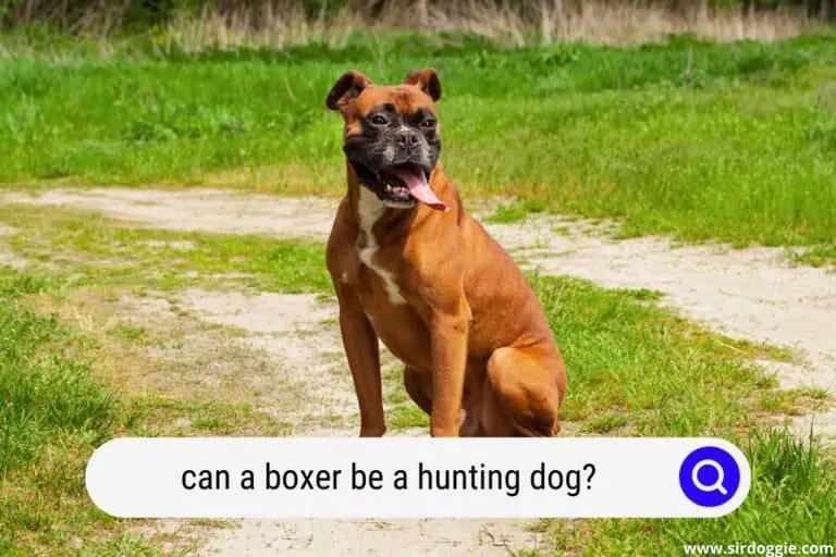 Can a Boxer be a Hunting Dog? (Explained)