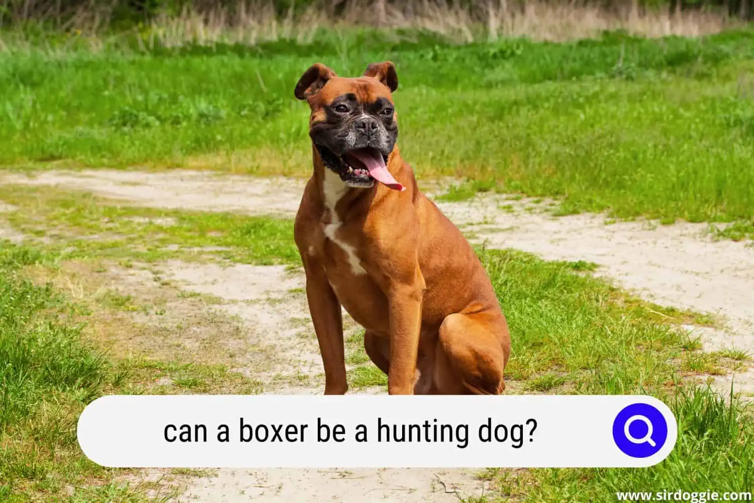 can a boxer be a hunting dog