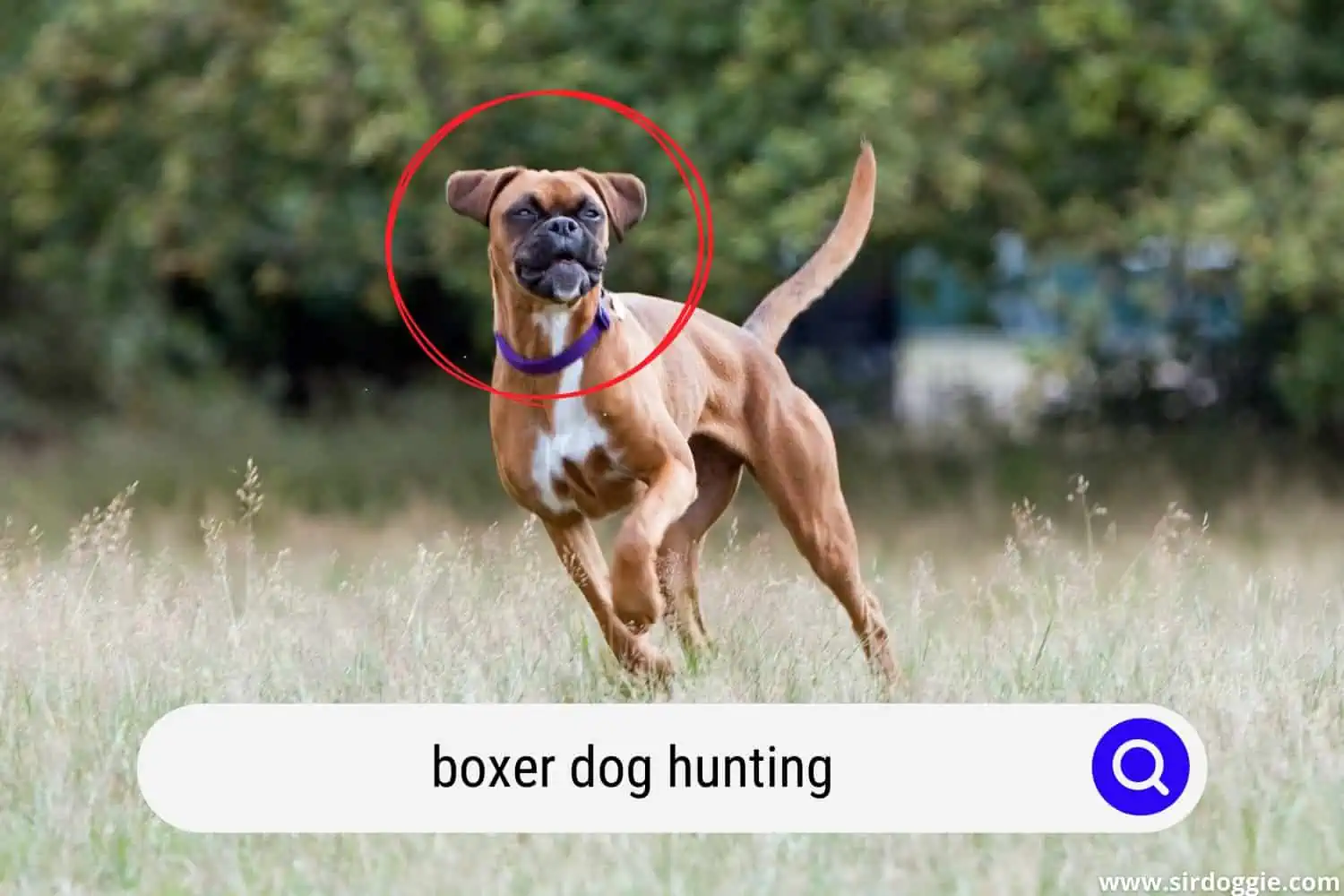 boxer dog hunting