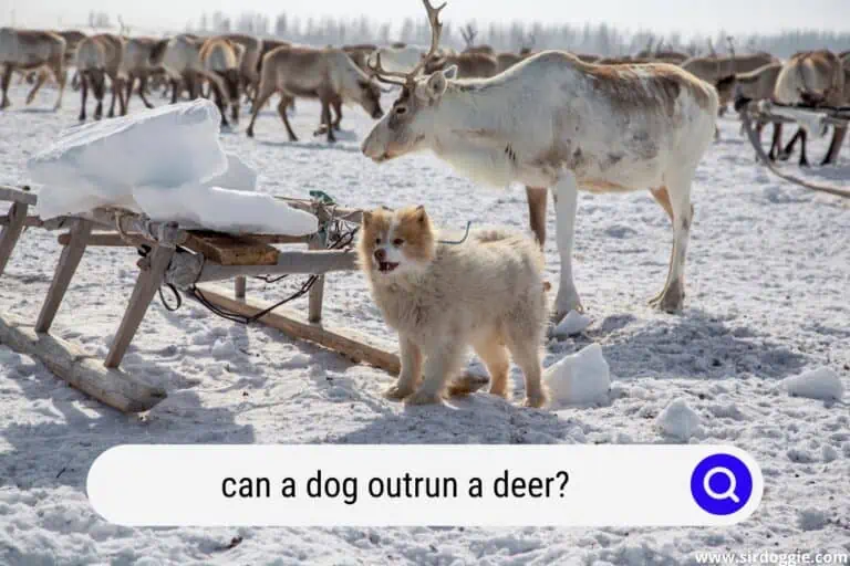 Can a Dog Outrun a Deer? Read This First!
