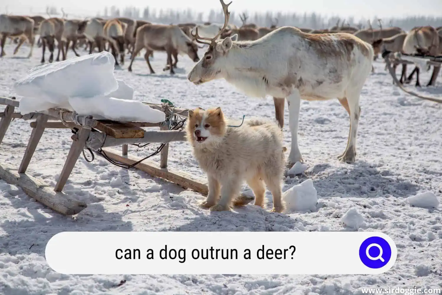 can a dog outrun a deer