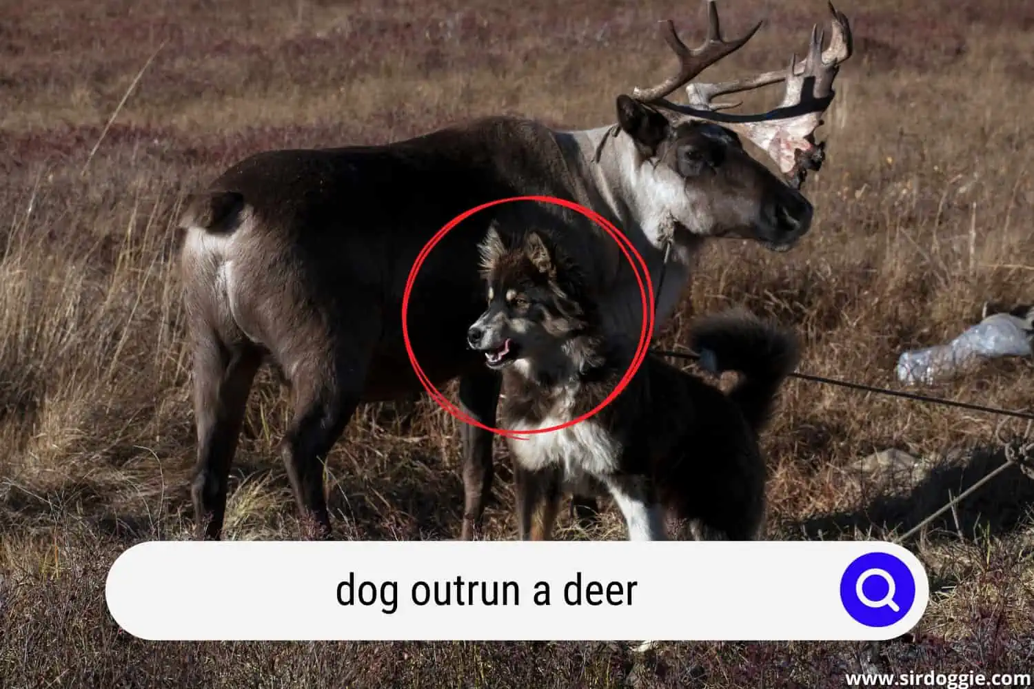 dog outrun a deer