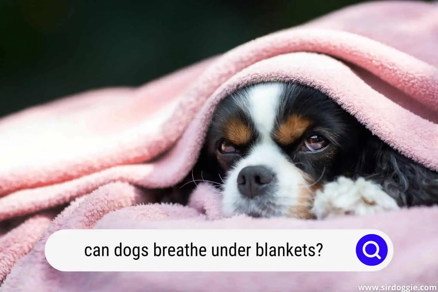 can dogs breathe under blankets