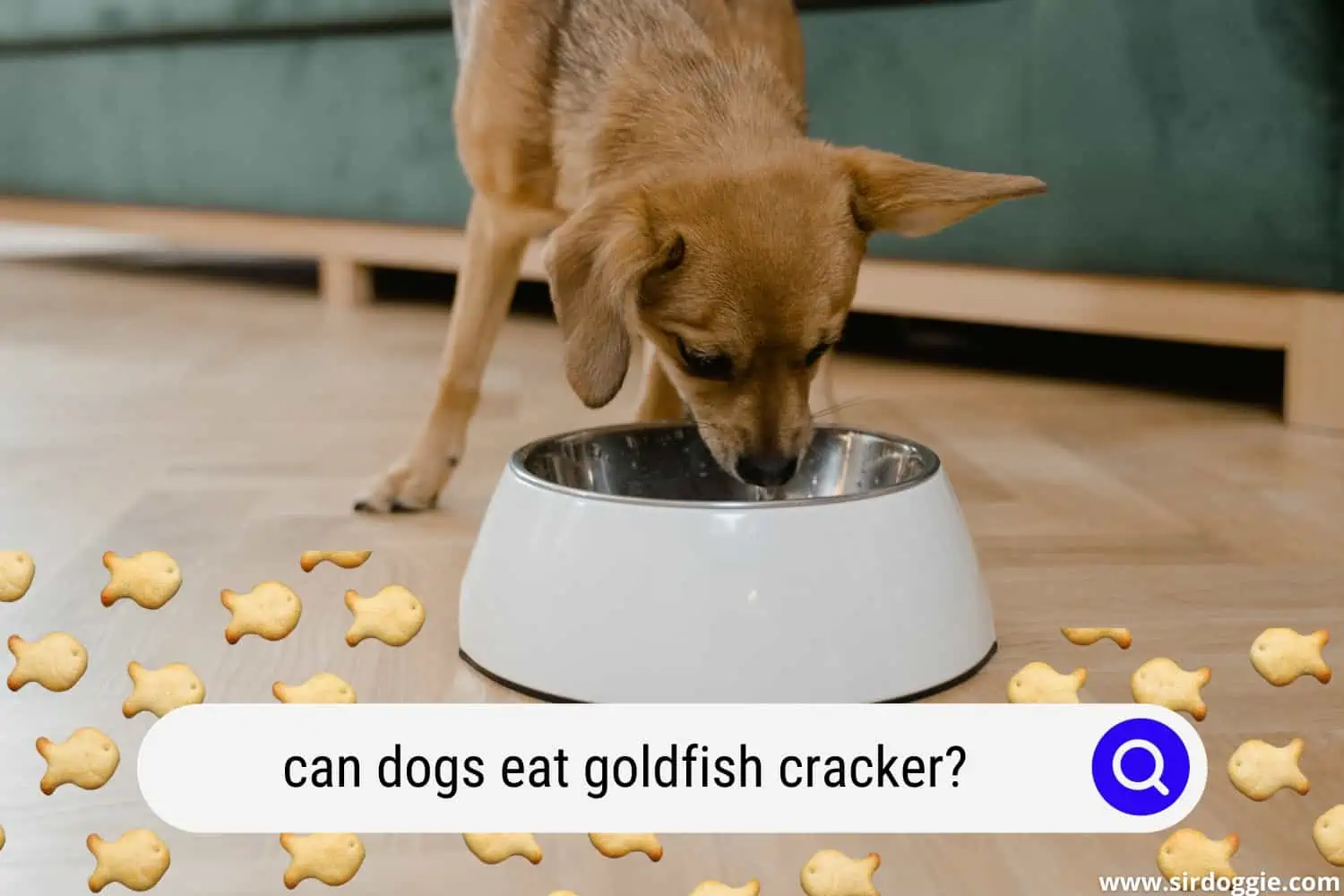 can dogs eat goldfish cracker